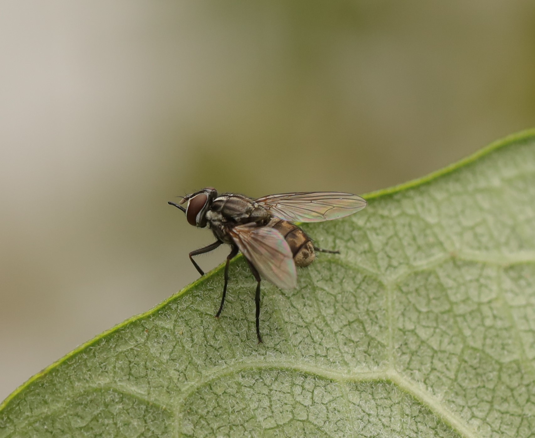 Termite Control