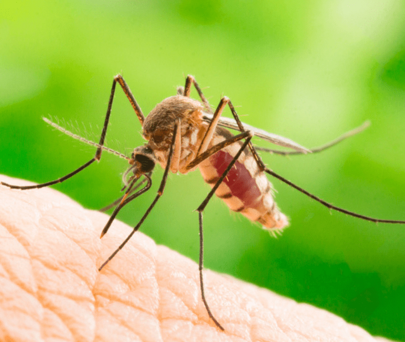 Mosquito Control Pest Services In Itarsi