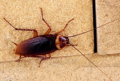 Cockroach Control Pest Services In Bhopal