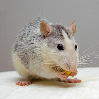Rat Control Pest Services In Asta